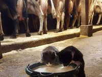 Коты и молоко